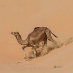 Best-liwa-luxury-vip-car-tour_deals_cost_price_from_Dubai