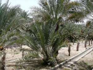 al-ain city tour, al ain city tours uae, al-ain uae, al ain city travel, al ain tour packages