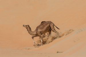 Best-liwa-luxury-vip-car-tour_deals_cost_price_from_Dubai