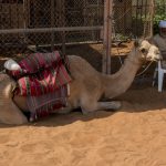 Half Day Abu Dhabi City Tour - Heritage Village