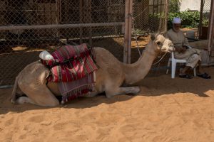 Half Day Abu Dhabi City Tour - Heritage Village