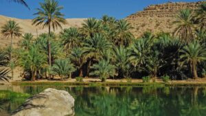 muscat-wahiba-oasis-oman-tour-from-dubai-12